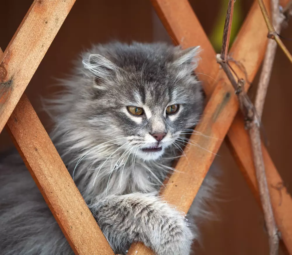 חתול מעבר לגדר עץ
