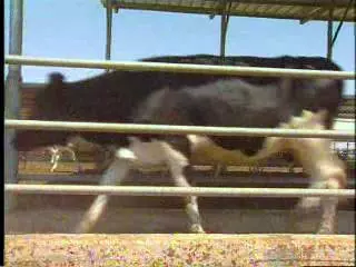 רפת החלב של היישוב קטיף תועבר לבאר טוביה