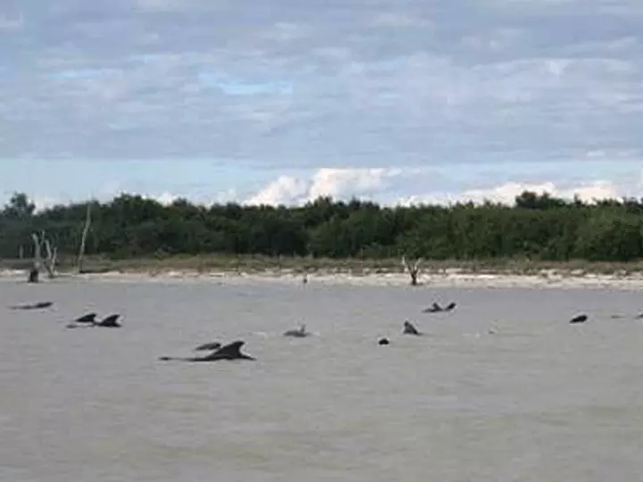 עשרות לווייתנים "תקועים" במים הרדודים