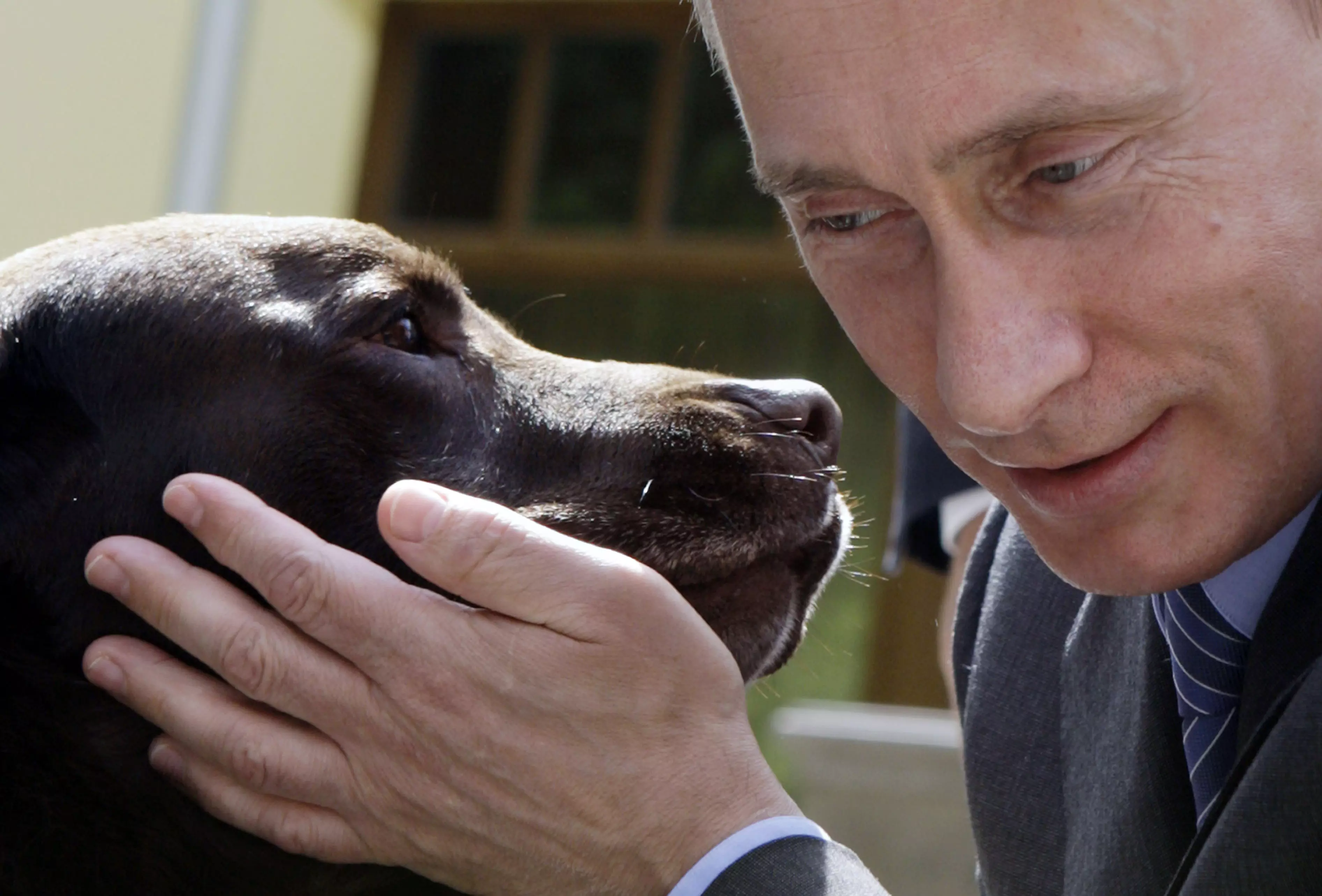הנשיא עצמו חובב בעלי חיים. פוטין עם כלבת הלברדור הנשיאותית, קוני