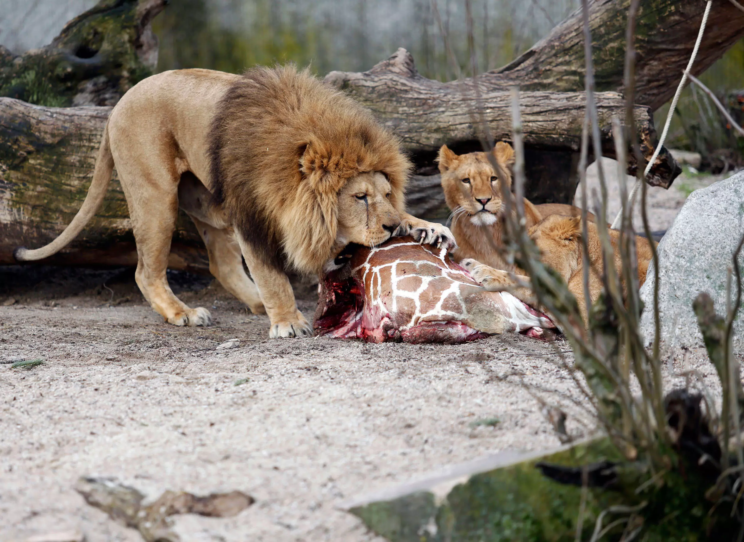 האריות של גן החיות בקופנהגן אוכלים את הנתח המבותר של הג'ירף שהומת. אילו רק ידעו שלבסוף יזכו לגורל דומה
