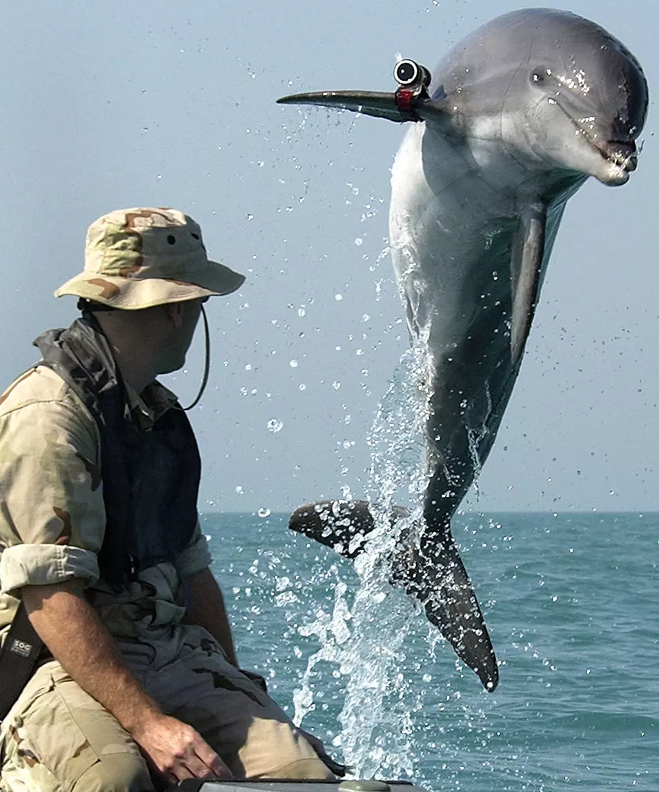 דולפין צבאי בשירות הצי האמריקני