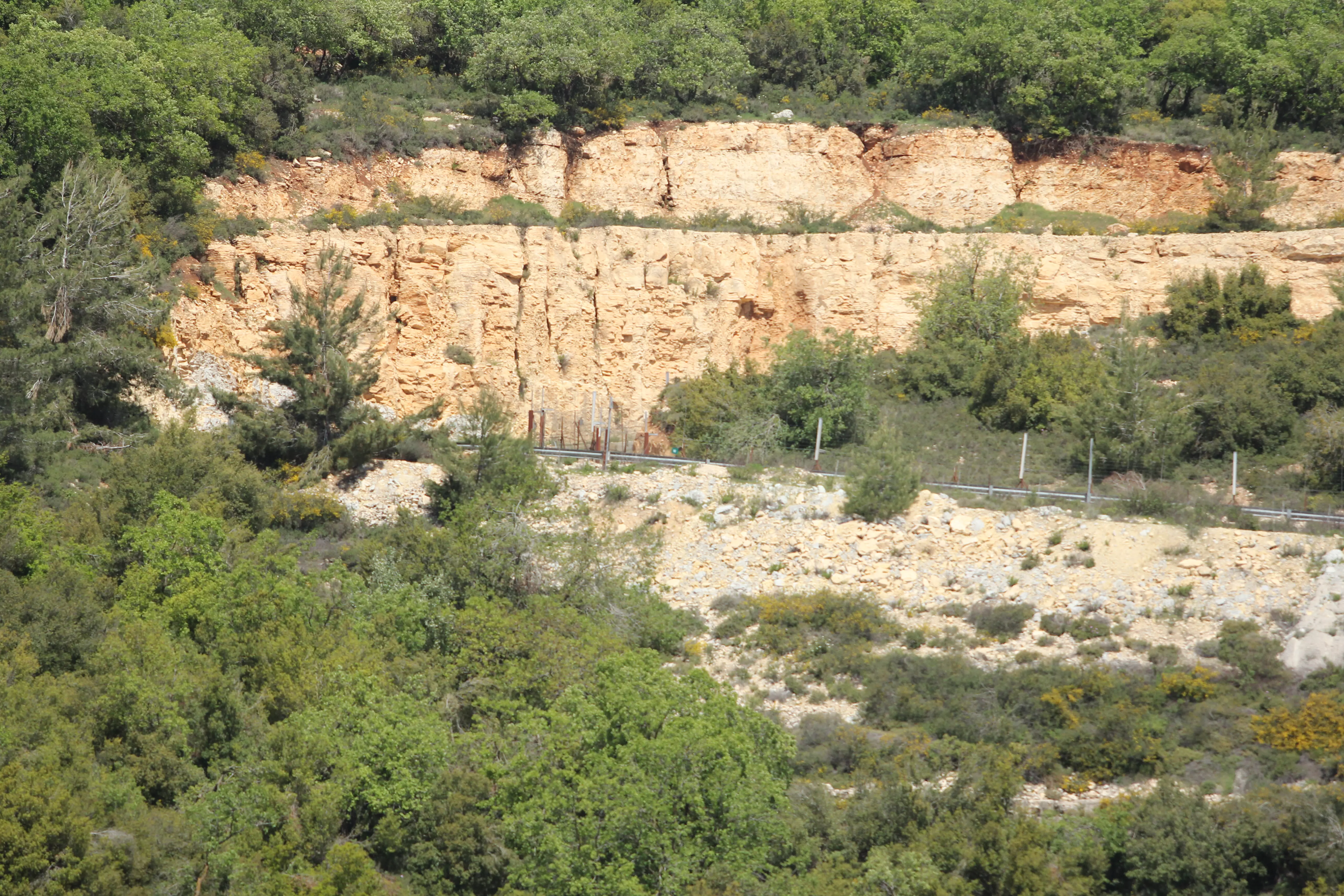 שיחים הגדלים ליד גדר גבול ישראל-לבנון. אפריל 2014