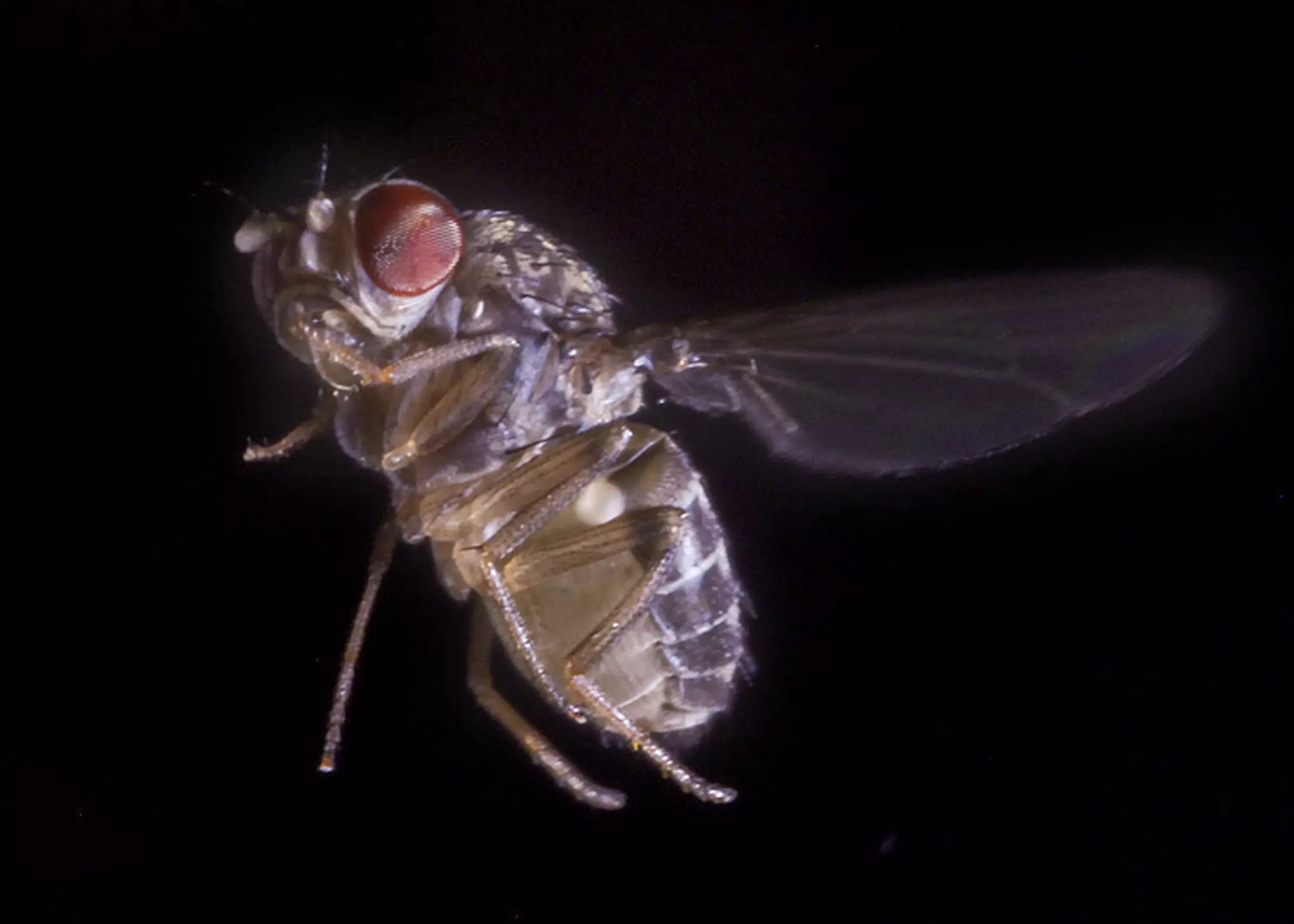 זבוב פירות ממין Drosophila hydei, שעליו בוצע המחקר