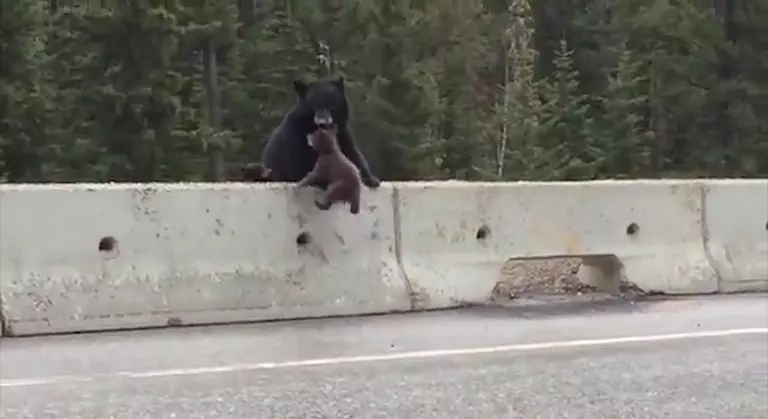 אמא דובה מצילה את בנה