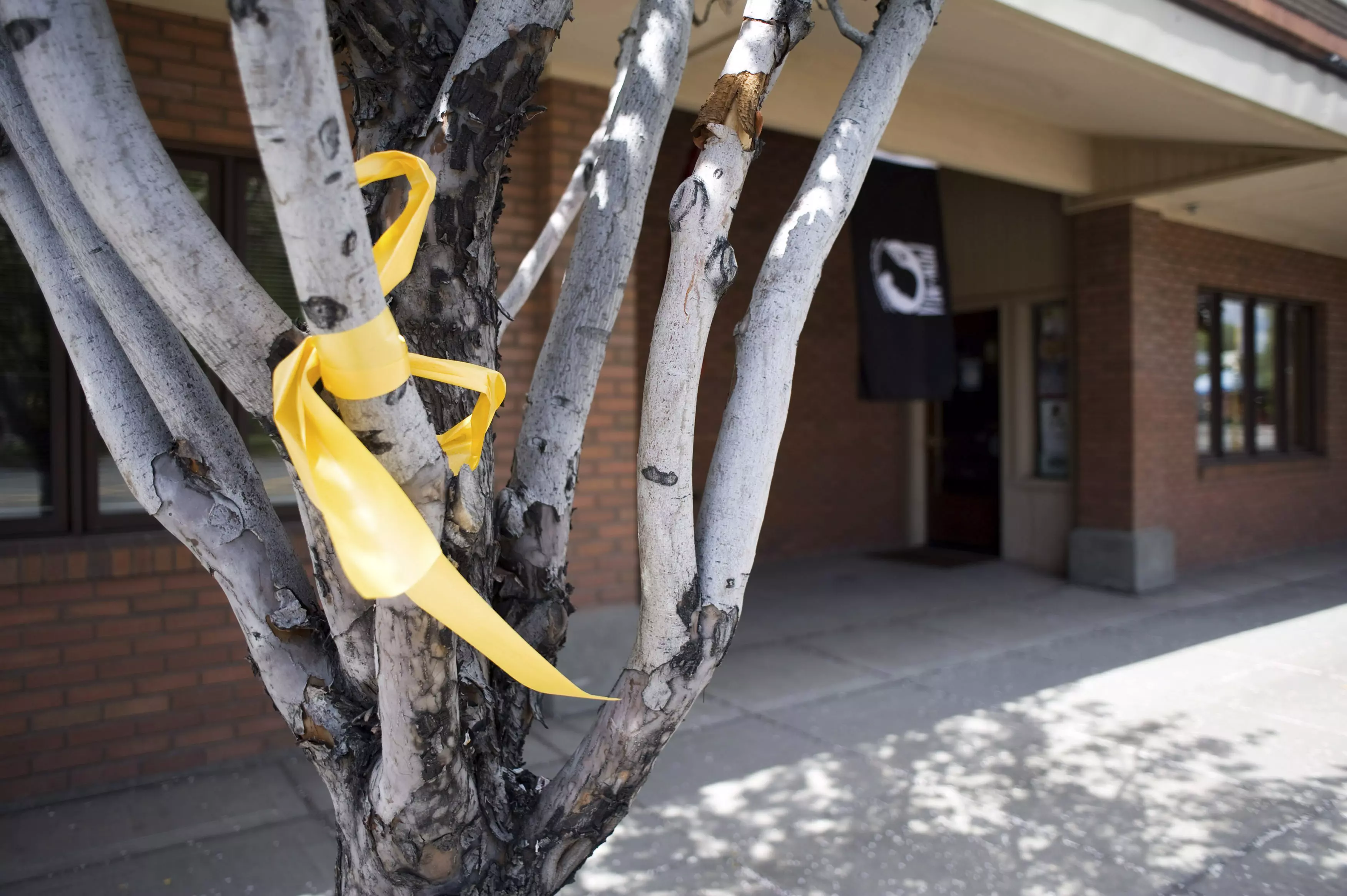 סרט צהוב, סמל תמיכה בחייל המשוחרר, על עץ בעיר הולדתו של ברגדאל