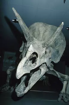 עצמות דינוזאור. גודלן של העצמות ומיקום הימצאן לא עולים בקנה אחד עם התפיסות שרווחו עד עכשיו במחקר הפרה היסטורי באוסטרליה