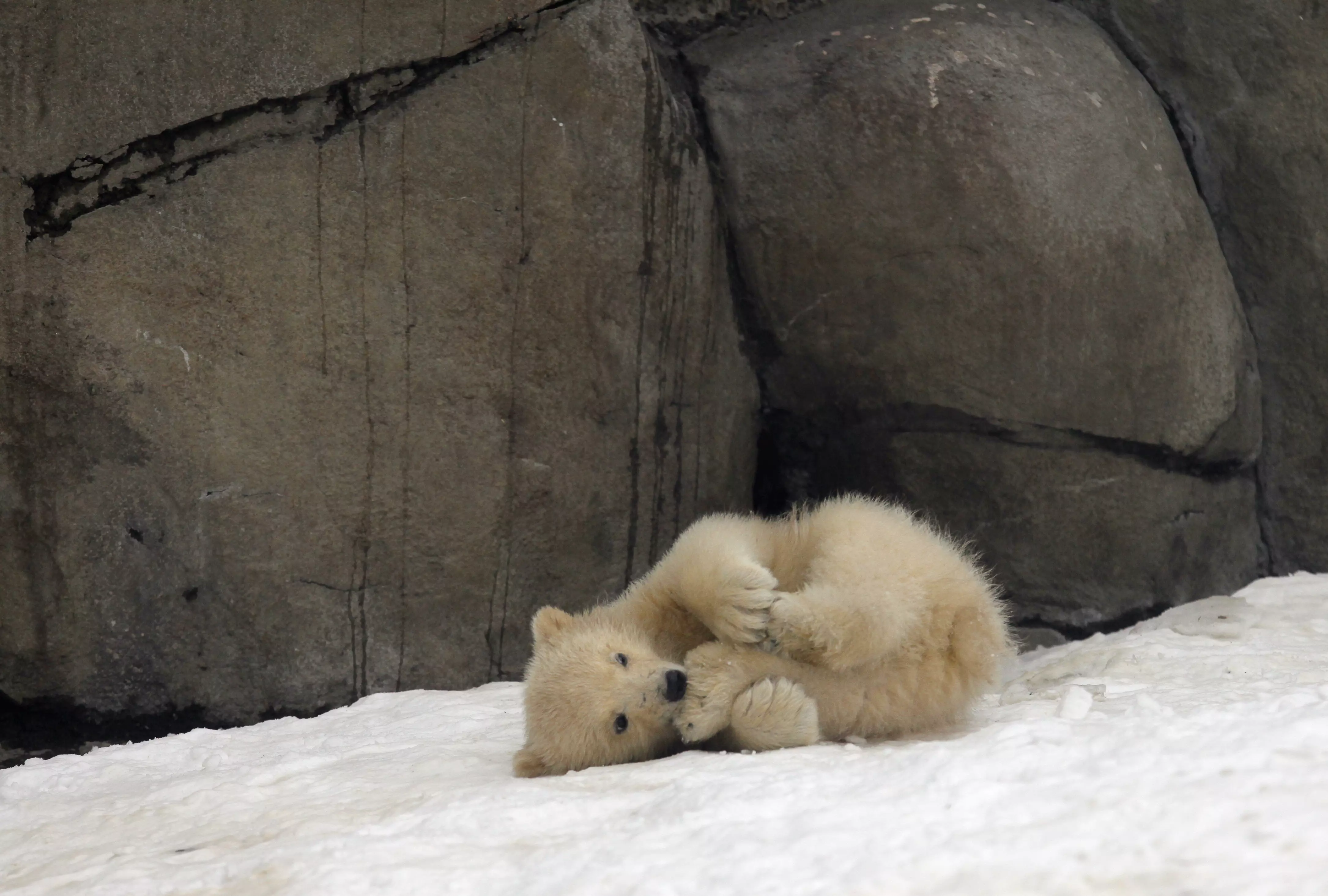 מנפגעי הסנקציות. גור דוב קוטב בגן החיות במוסקבה