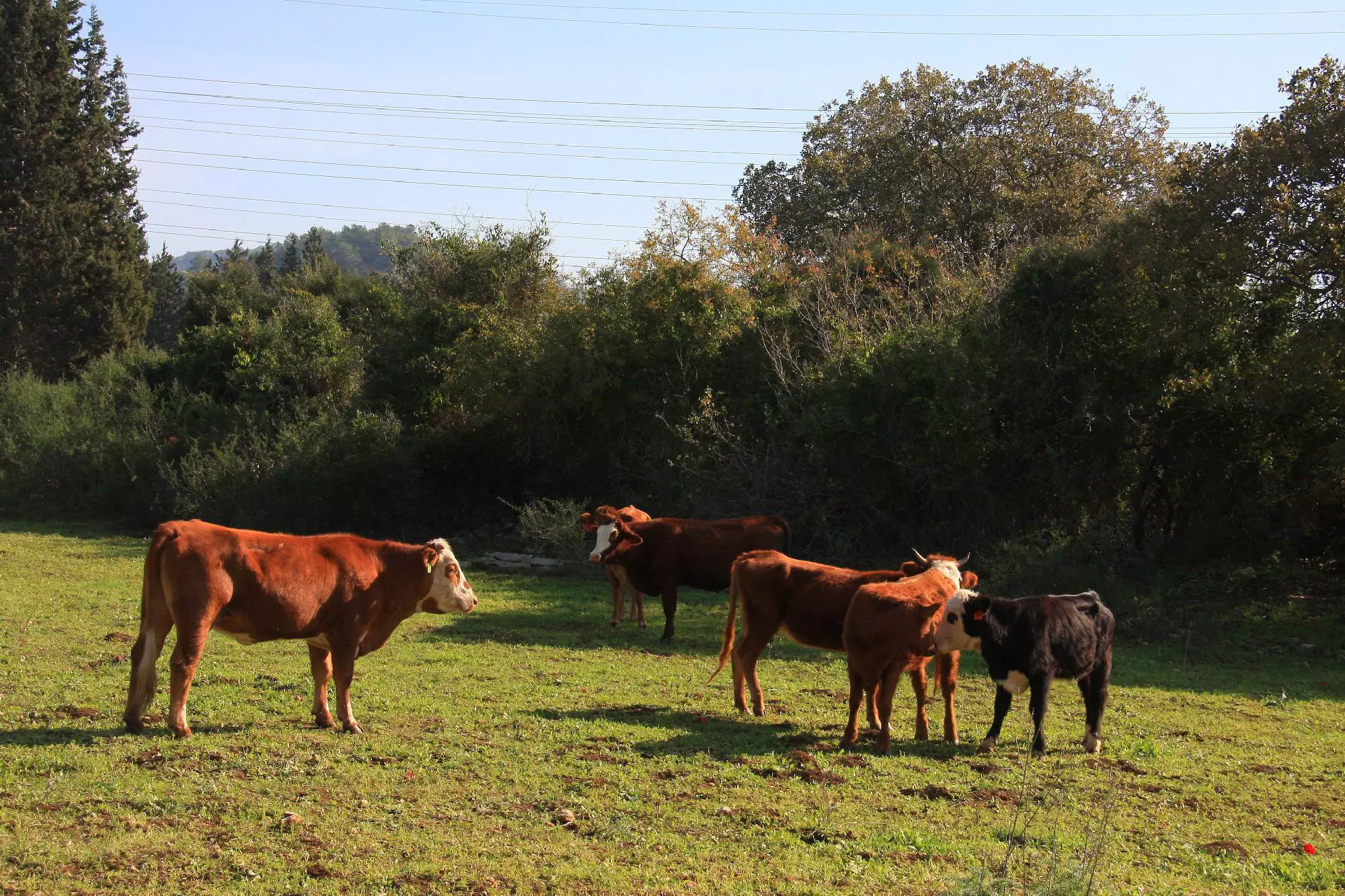 בלילה מסתובבים כאן דורבנים וחזירי בר, בשעות היום רק פרות ועזים