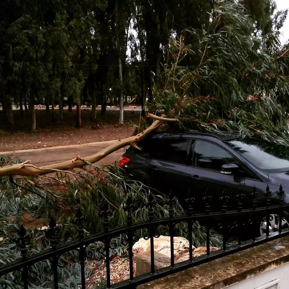 קריסת עץ על מכונית בגן יאשיה, עמק חפר
