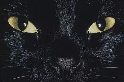 מה השלב הבא? חתול שחור מביא מזל?