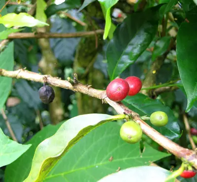 ירידה ביבולי הקפה בברזיל
