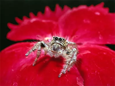 בניגוד לאמונה הרווחת, העכבישות לא אוכלות את בני הזוג שעמם הן מזדווגות