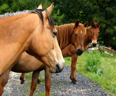 סוס חופשי מייצג תחושת חופש והשתחררות, שמחה, מסע, או במילים אחרות תחושה שאנחנו על הסוס