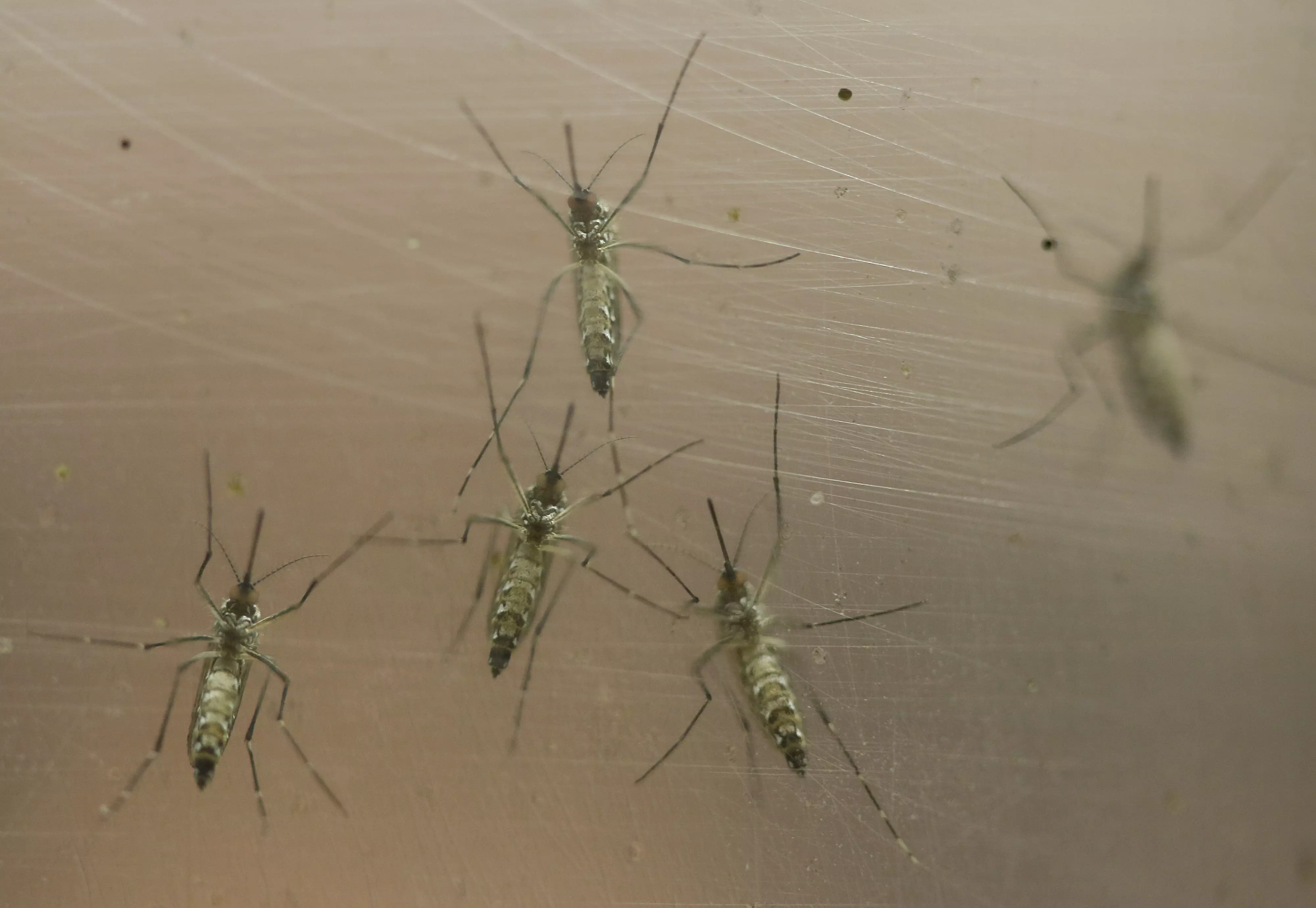 יתוש ממין אדס מצרי המעביר את הנגיף זיקה
