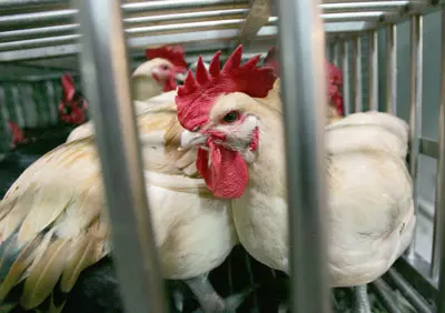 המקרה האחרון של שפעת העופות זוהה בישראל ב-3 בינואר 2008 בתרנגולות בפינת חי בגן ילדים בבנימינה