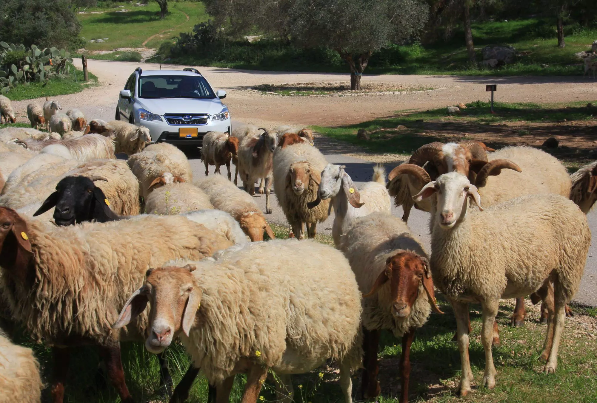 XV  אינה בחירת העדר, אבל היכולות הדינמיות שלה, מפתיעות לטובה