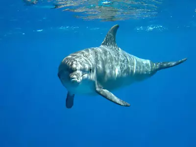 הפעם הרביעית השנה בה נצפים דולפינים בקרבת חופי הארץ