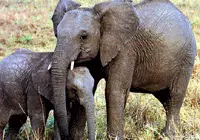 פילים באפריקה. דווקא מרוויחים מזה שצדים אותם