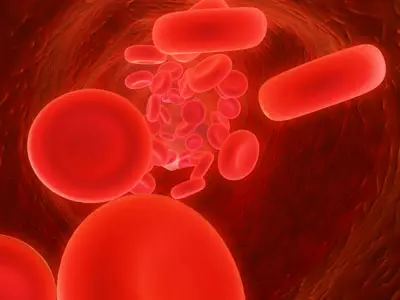 כדוריות דם. החלבון לוכד תאי דם לבנים, ויוצר תהליך דלקתי המצר את כלי הדם