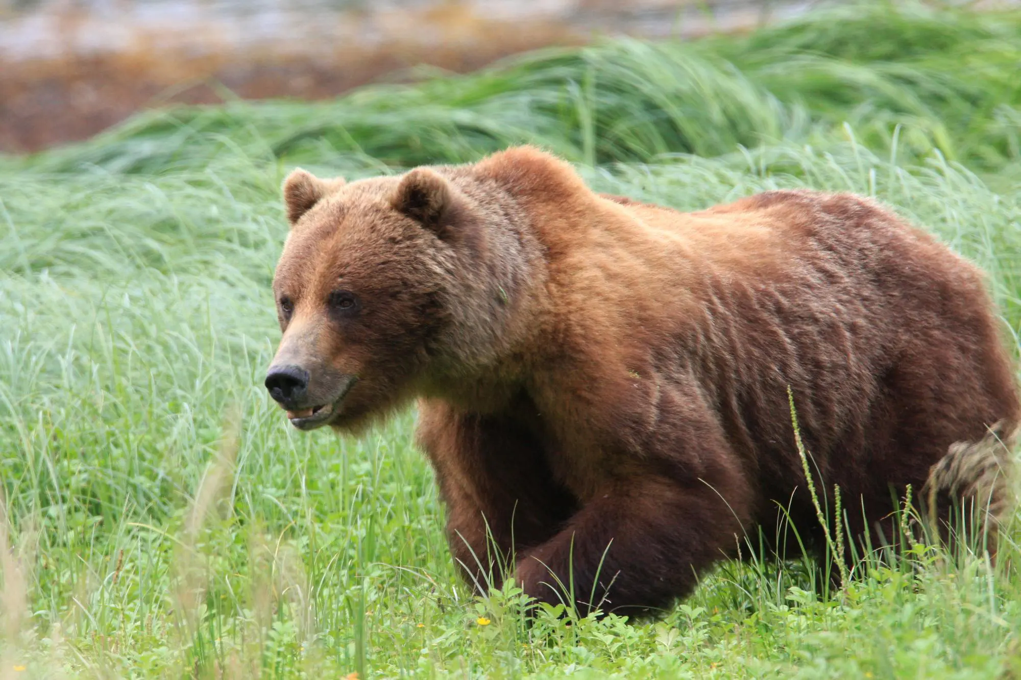 הדוב הצפוני נראה רגוע אבל בשבריר שניה, הוא יכול להפוך לחיית טרף מסוכנת  בניגוד לרכב הפנאי החדש, הלוקח מהדוב רק את שמו ההרפתקני