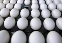 הציבור מניח שמקור הביצים במשקים בהם מוחזקות התרנגולות בחצר בה הן יכולות להסתובב חפשי