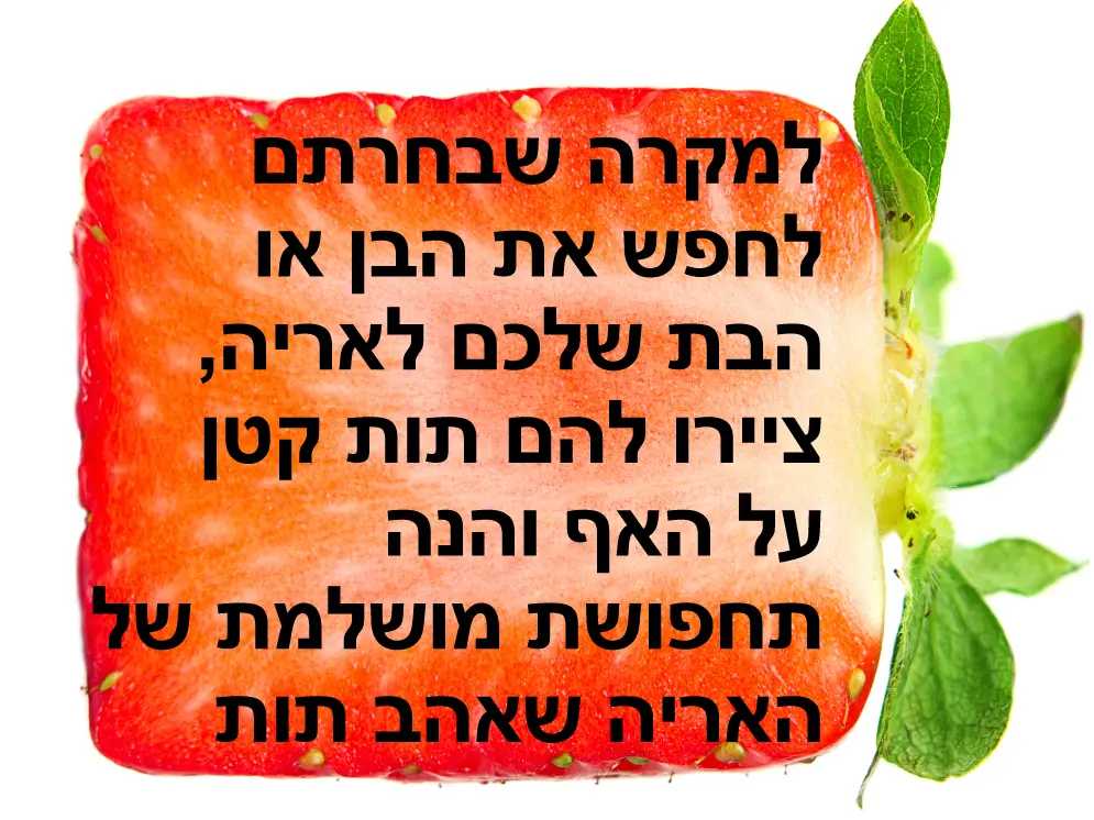 טיפ האריה שאהב תות