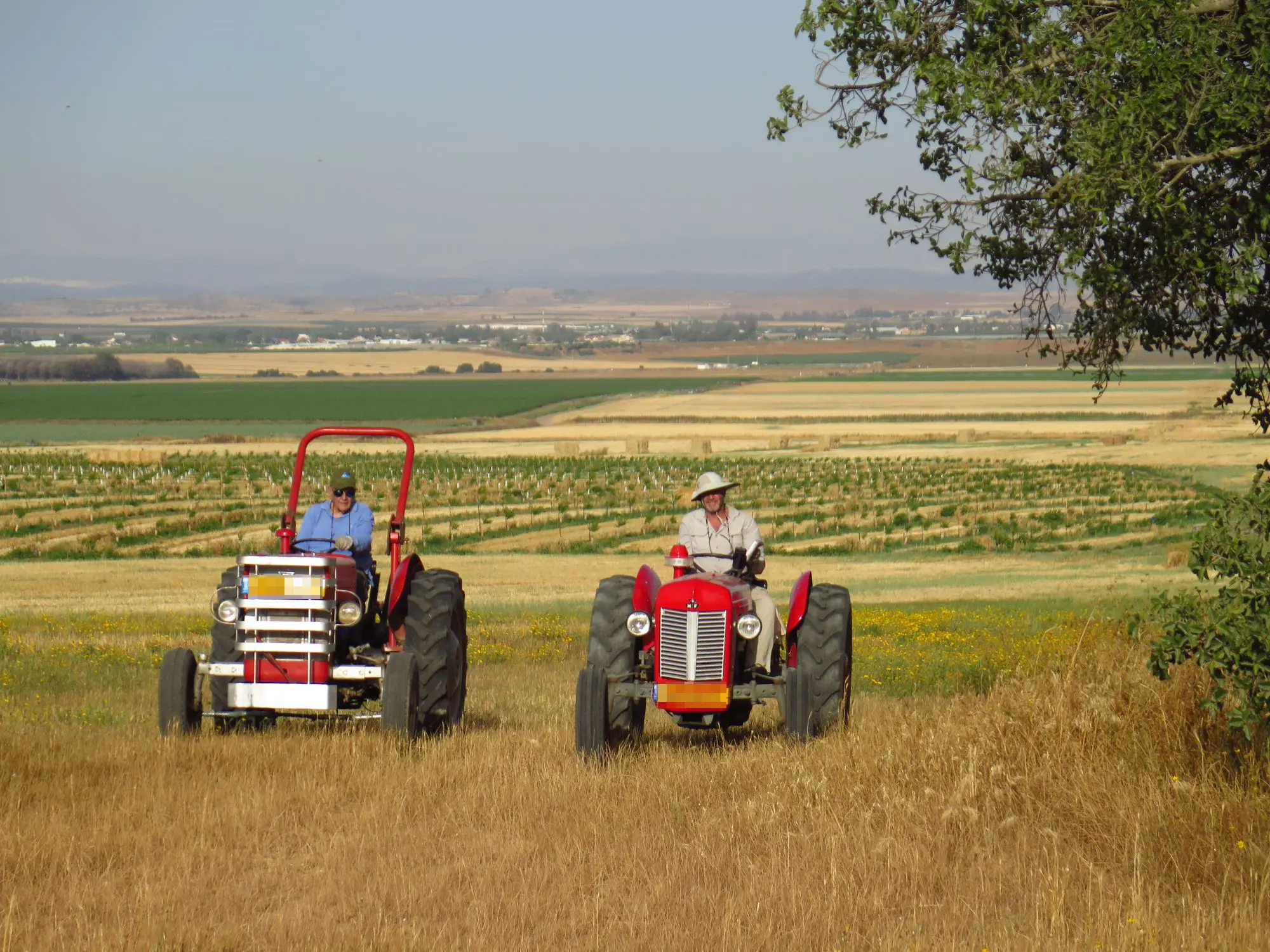 מימין, גרי עם הפרגוסון מודל 1961. משמאל, ה-MF 1976 של חיים, "יד ראשונה, מחקלאי"