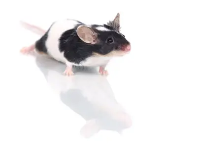 העכבר הוא יונק קטן ממשפחת המכרסמים שכל גופו מכוסה פרווה, מלבד הזנב