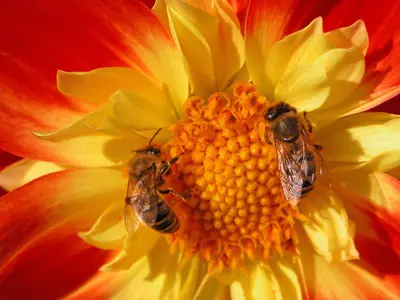 דבורים על חמניה