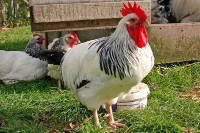 הנכסתו של התרנגול ללול לא הפחיתה את כמות הרעש