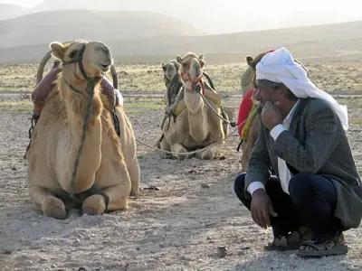 בדואי נח עם הגמלים