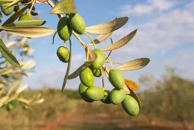 הפחתת סיכון למחלות. שמן זית