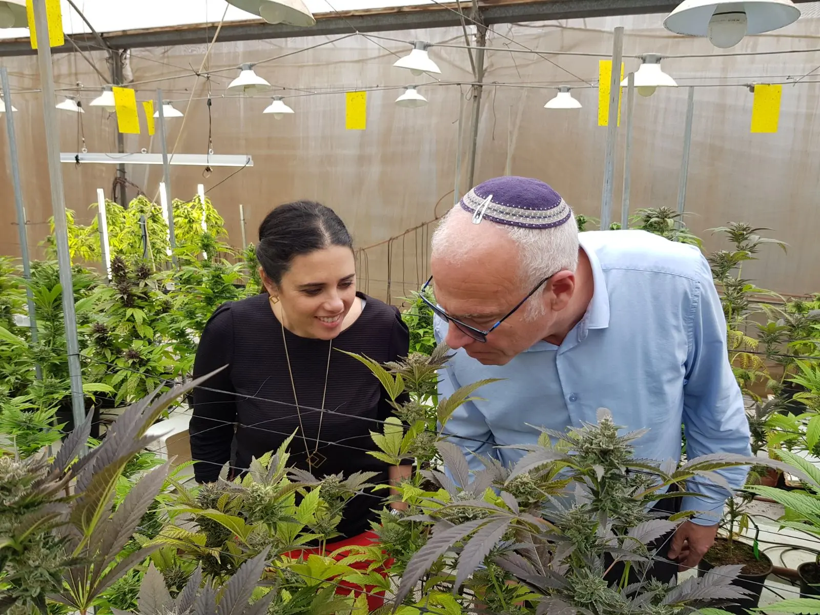 השרים שקד ואריאל בוחנים חממה לגידול קנאביס