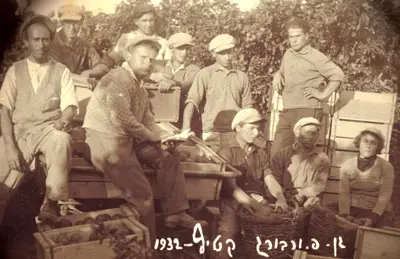 סבתא של דנה בקטיף תפוזים בצילום משנות ה-30. הקליקו להגדלה