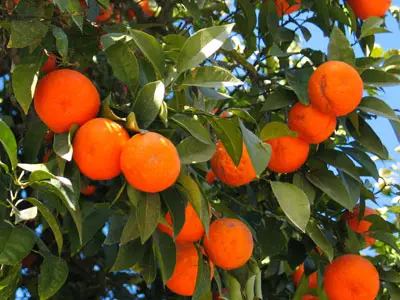 פרדס בשטח של כ-15.5 דונם