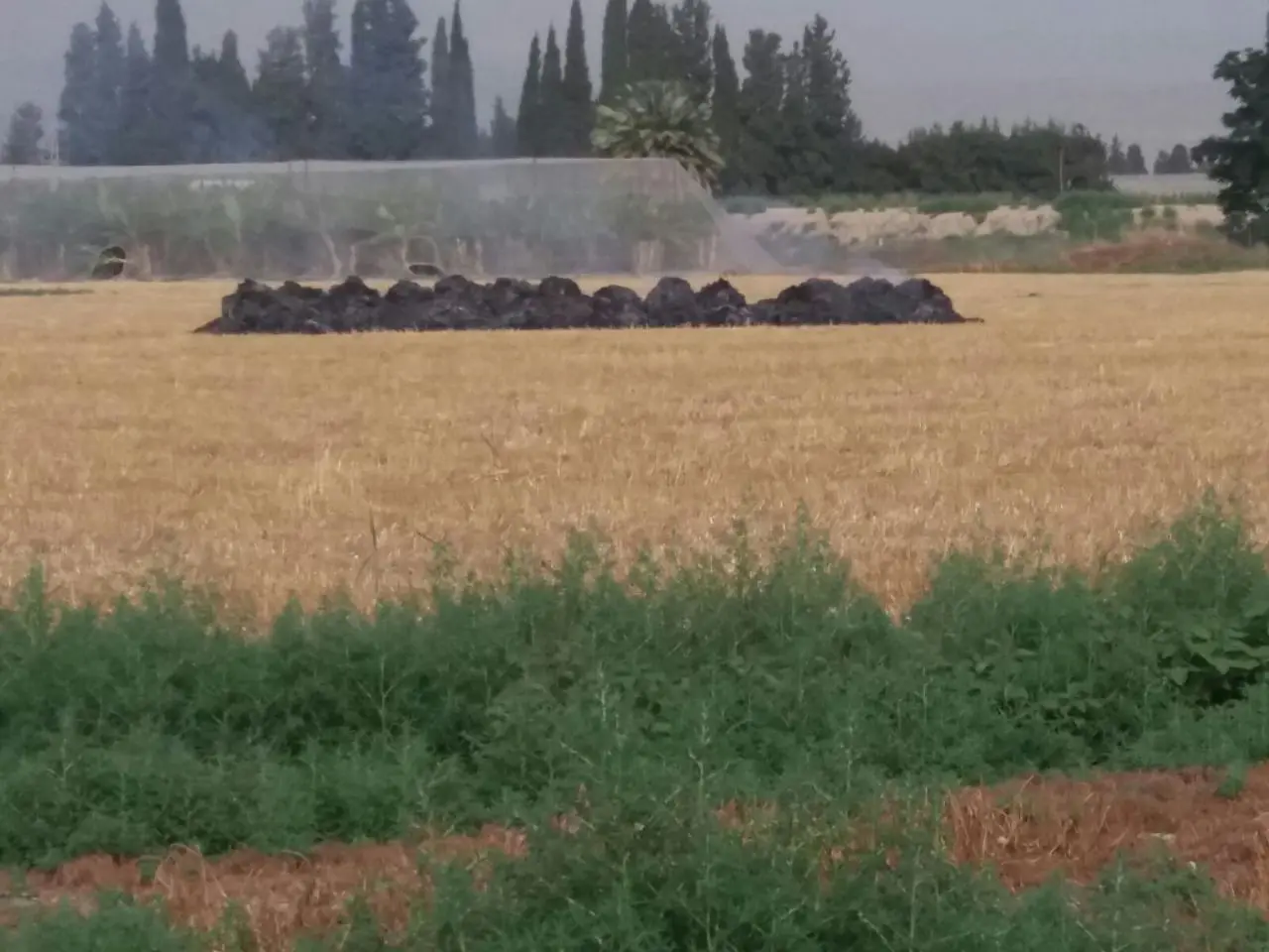 ערימות החציר השרופות, הבוקר