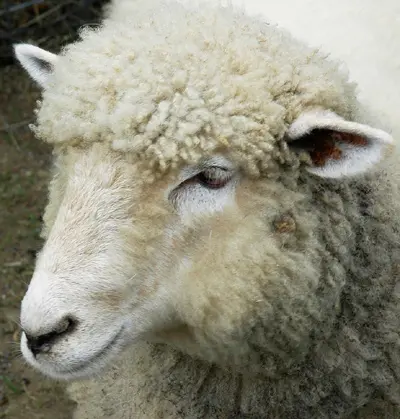 הופעת כבשה בעדר יכולה להצביע על כך שייתכן ואנו הולכים אחרי העדר ולעורר תהיה