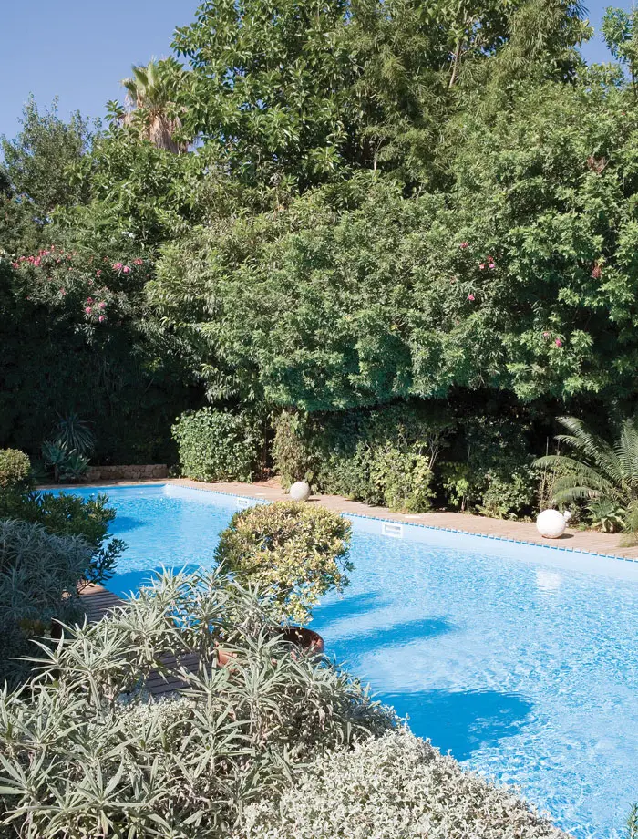 הבריכה. הצמחייה העבותה שומרת על פרטיות הדיירים