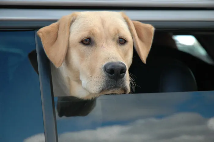 "הכלב היה כלוא בתוך רכב כשבחוץ הטמפרטורות נמוכות ביותר, והיה חשש אמיתי לחייו"