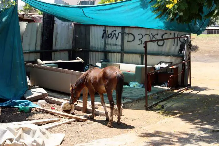 המשטרה פועלת לאיתור בעל הסוס