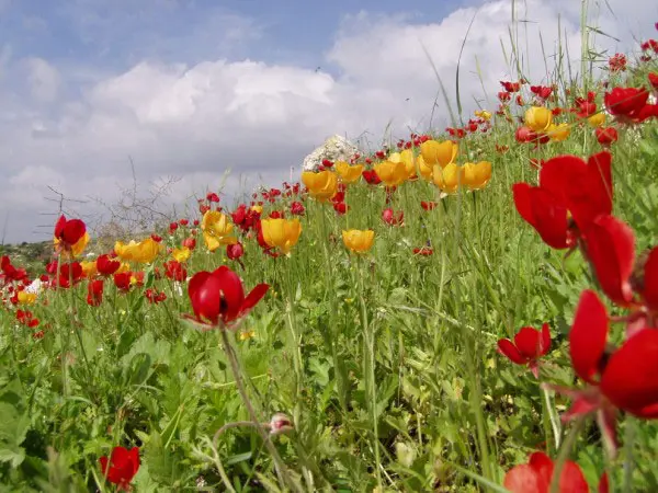 הקמת היישוב תביא לפגיעה בשטחים פתוחים ובערכי טבע חשובים במקום