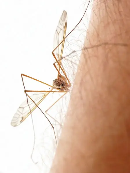 יתוש יכול לעבור חומות כמו קירות או חלונות, אולם גם אם יעקוץ, יחדור לא יותר מכמה מילימטרים