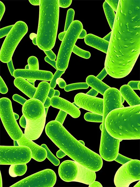 לבעלי חיים צמחוניים יש את מגוון החיידקים הגדול ביותר