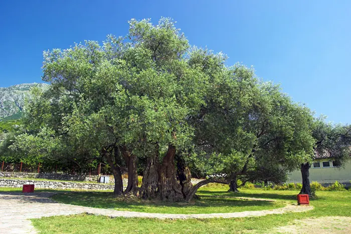 ניתוח של איצטרובלים שנמצאו מתחתיו הוכיח כי העץ צומח במשך 9,550 שנה