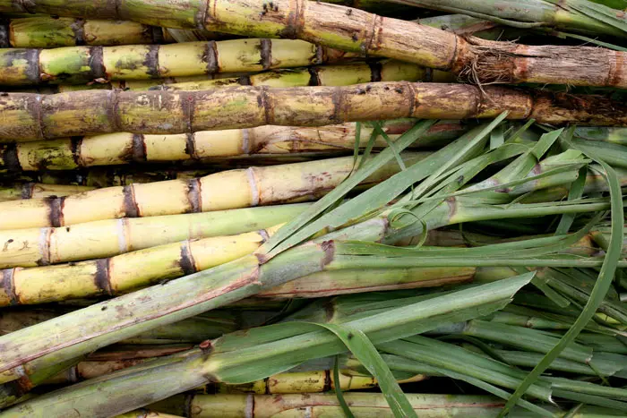 דלק צמחי המופק בהליך התססה של עמילנים המופקים מקנה סוכר או מתירס