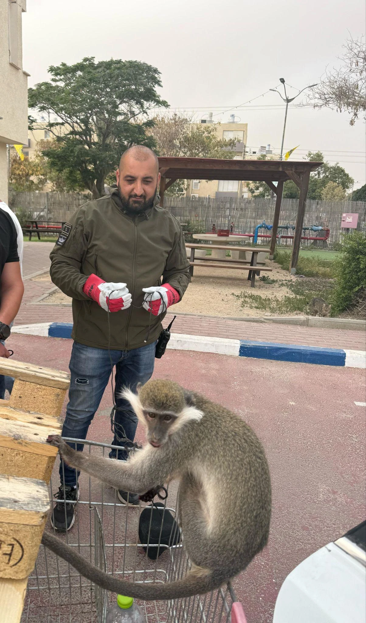 הקוף שאותר ליד דימונה
