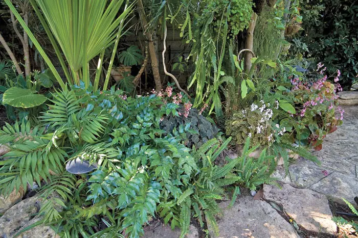צמחיית  צל בפינה טרופית - שרכים, דקלים שונים ובגוניות מפרידים בין הדשא לרחבת הישיבה המוצלת שבצד המגרש
