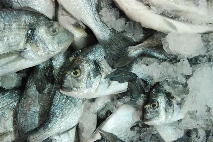 מגדלי הדגים צופים למכור 1,000 טון קרפיון בפסח