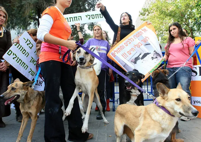 הפגנה מול בית המשפט נגד צער בעלי חיים